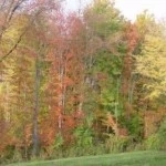 17232-13-medium